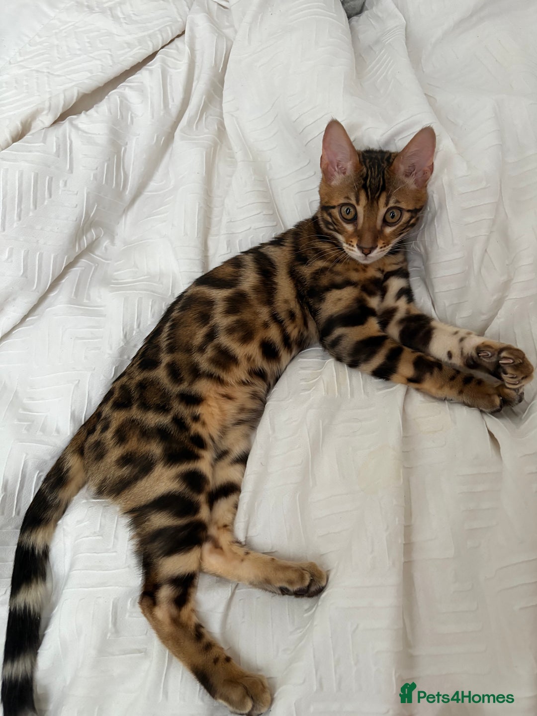 Bengal cats for sale: ❕Bengal cat for sale❕ - Image 10