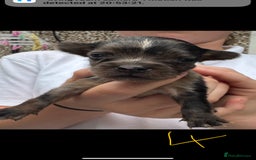 Mixed Breed dogs for sale: French yorkie (frorkie) puppies  - Image 6