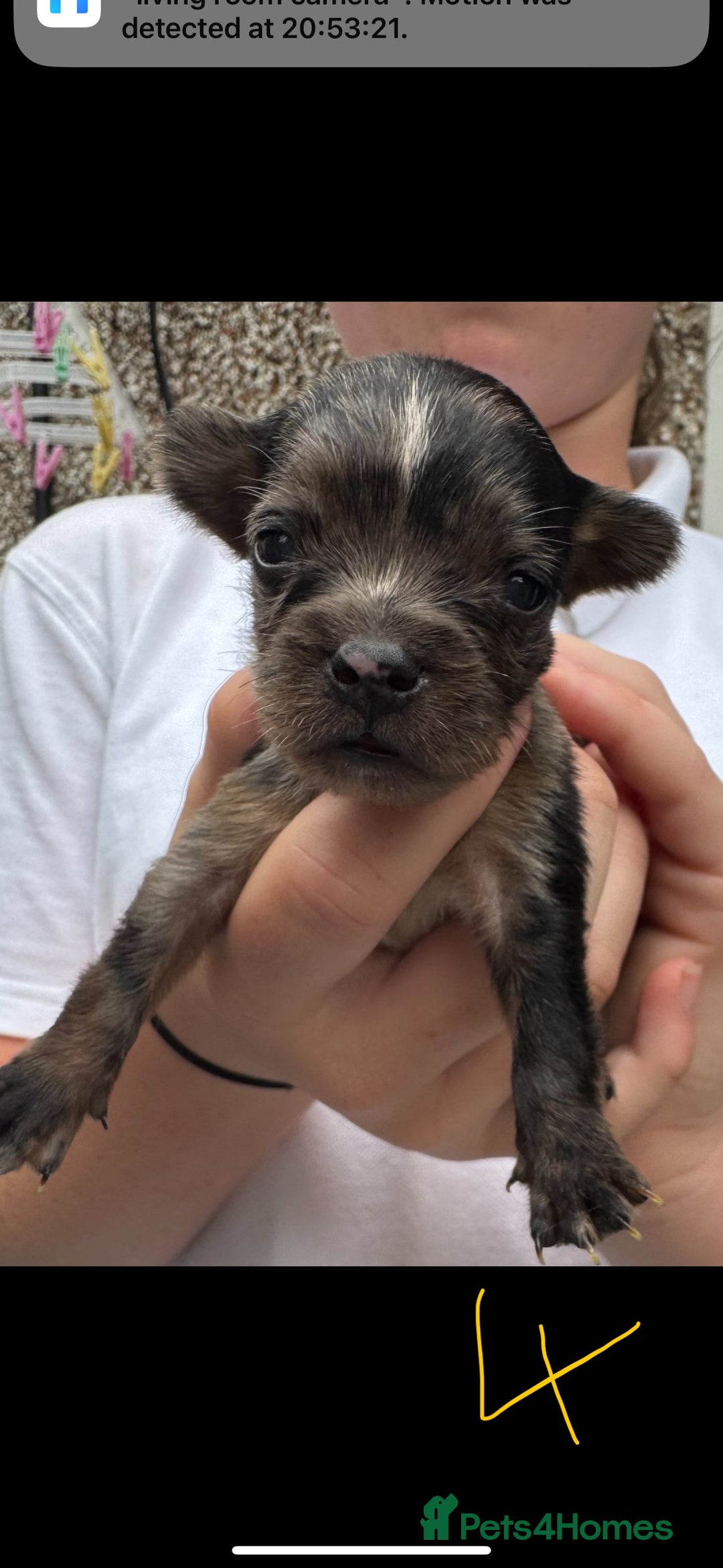 Mixed Breed dogs for sale: French yorkie (frorkie) puppies  - Image 6