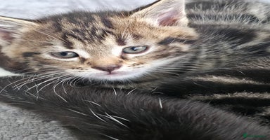 Mixed Breed cats - Advert 9