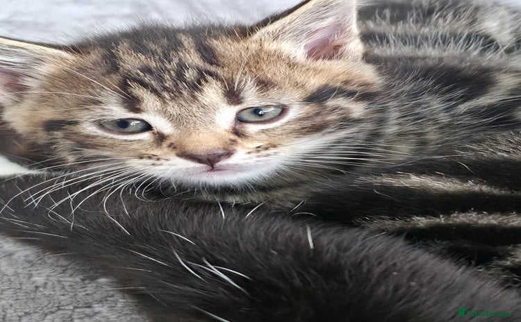 Mixed Breed cats - Advert 7