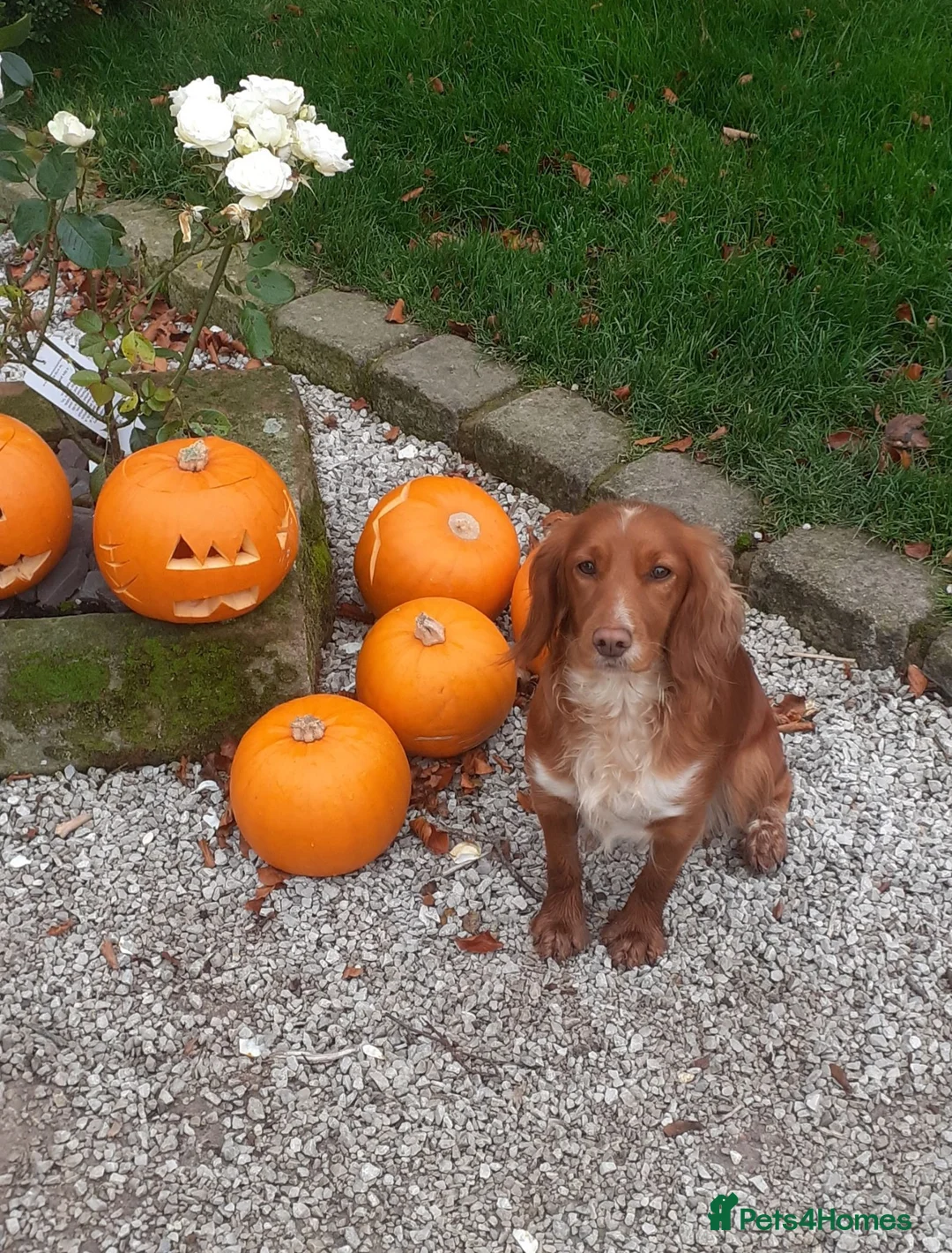 Cocker Spaniel dogs for sale: KC reg Working Cocker Spaniel Puppies in Leek - Advert 2