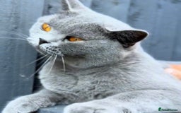 British Shorthair cats for sale: Beautiful Blue British Shorthair female cat QUEEN - Image 8