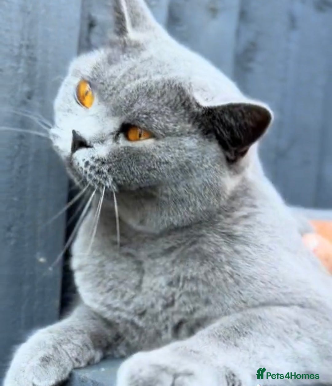 British Shorthair cats for sale: Beautiful Blue British Shorthair female cat QUEEN - Image 8