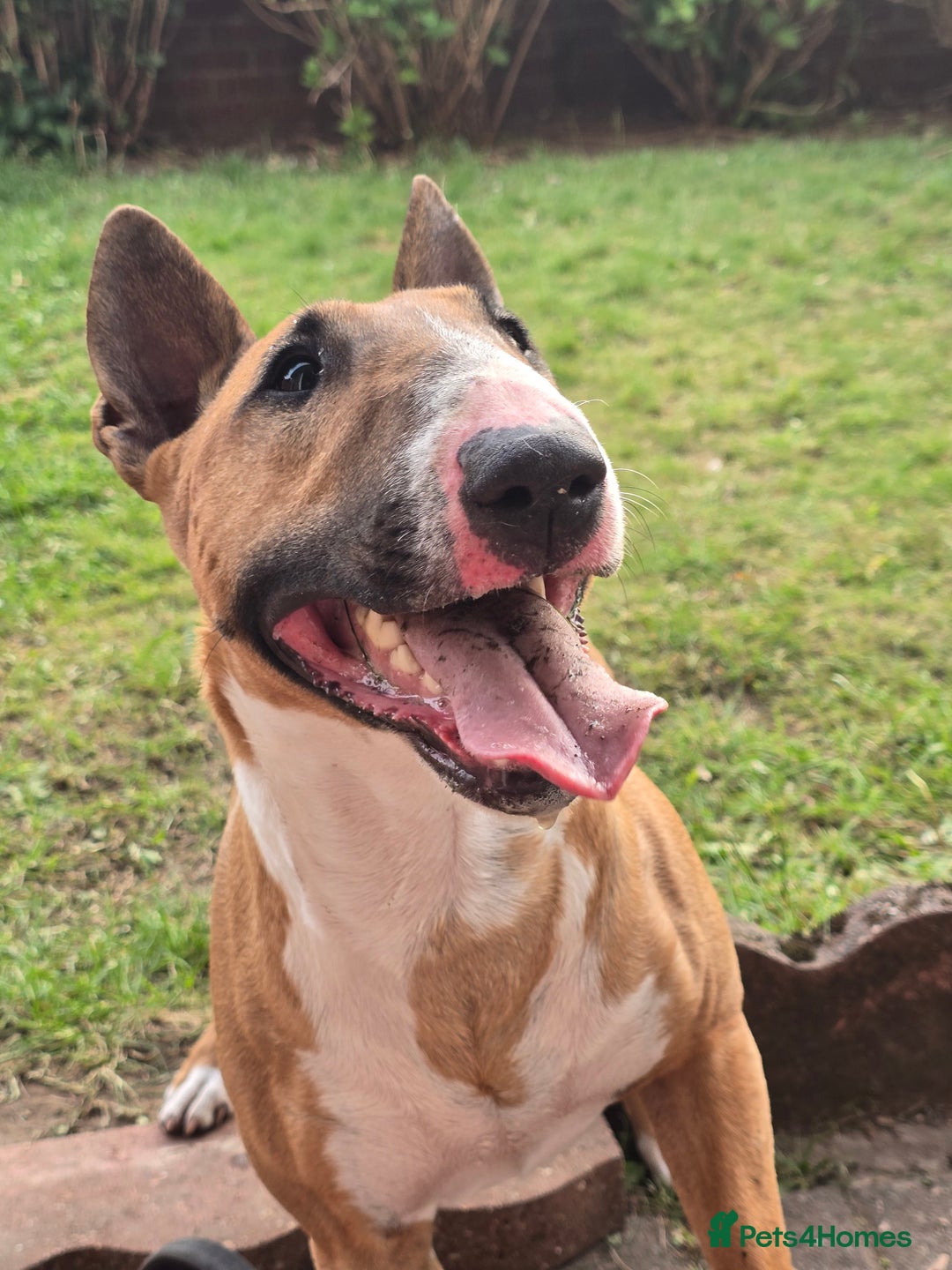 Miniature Bull terrier dogs for sale: Miniature Bull Terrier  - Image 15