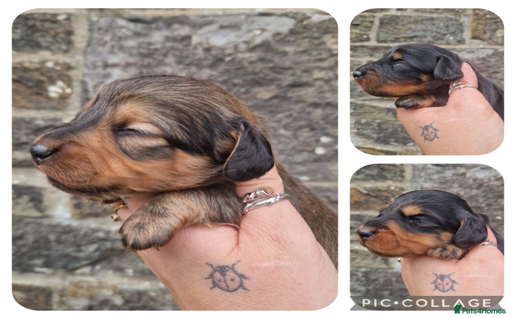 Miniature Dachshund dogs - Advert 3