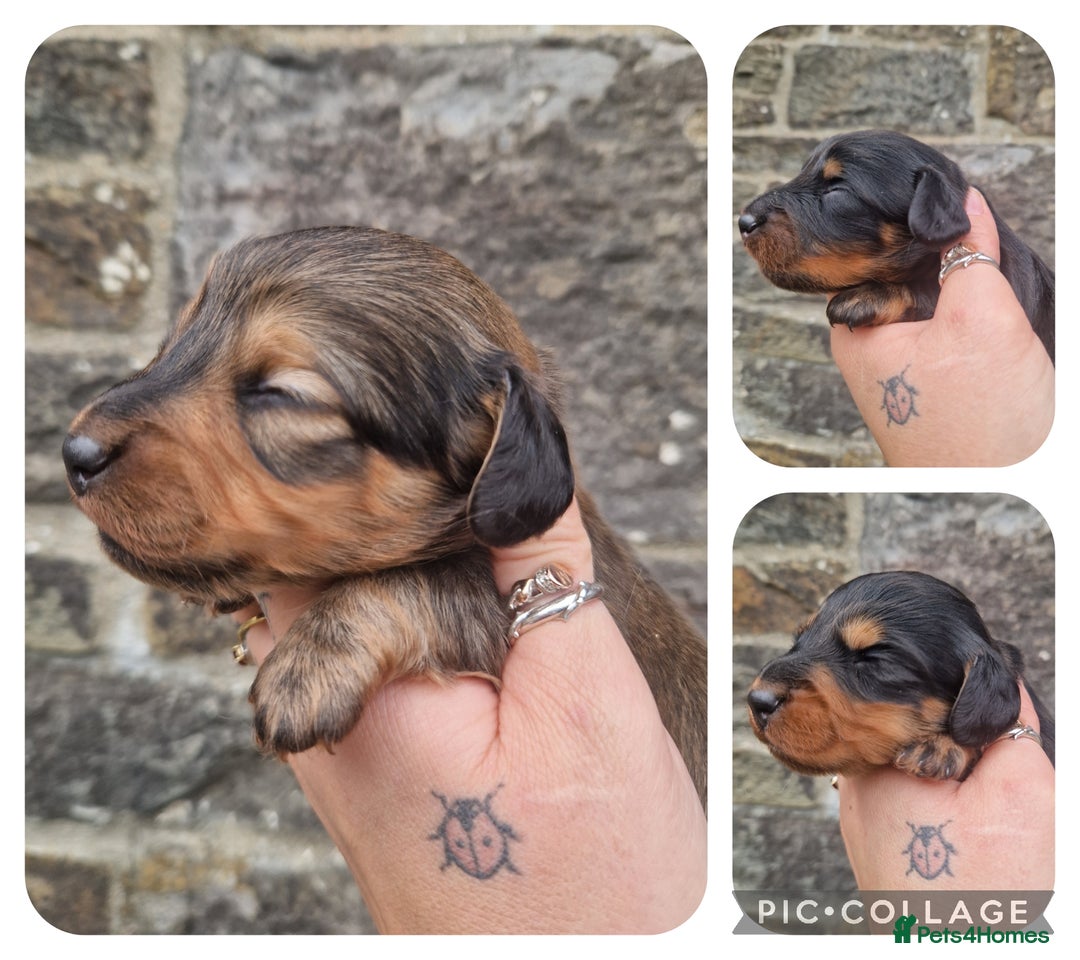 Miniature Dachshund dogs for sale: KC REG LONG HAIR MINIATURE DACHSHUNDS  - Image 1