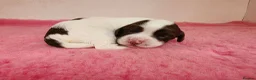 English Springer Spaniel dogs for sale: ⭐️ KC Home Reared Tested Springer Pups ⭐️ - Advert 8