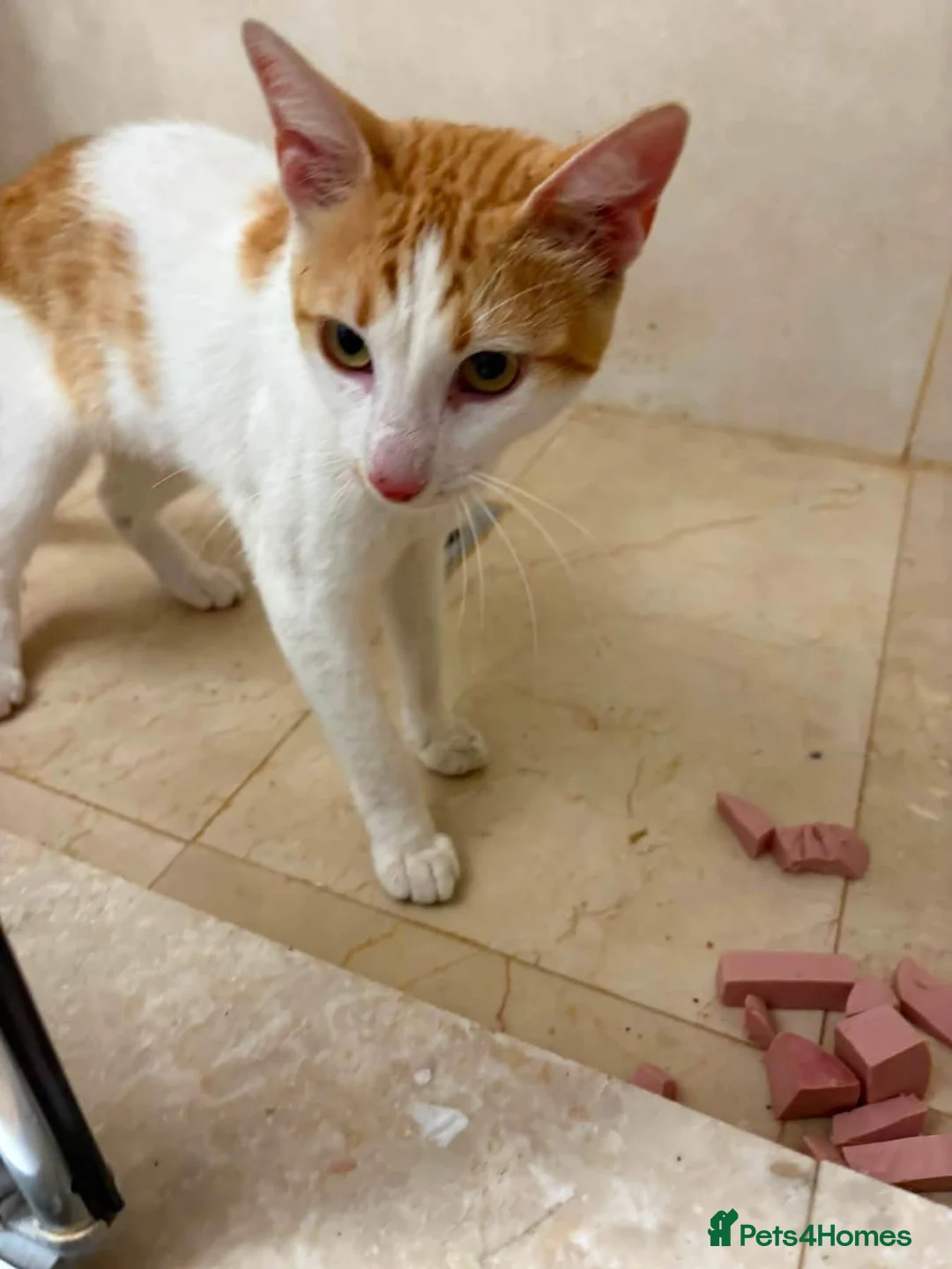 Mixed Breed cats for adoption: Moonie - Norwich Norfolk  - Advert 6