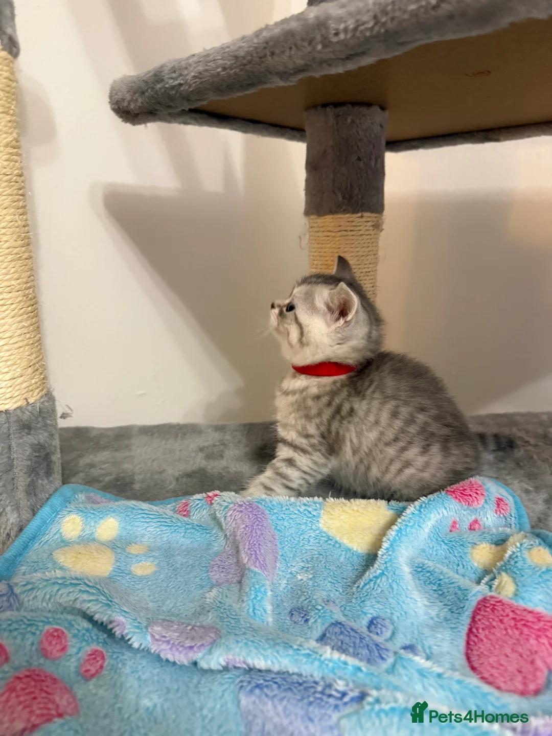 British Shorthair cats for sale: 4 British Shorthair kittens - Advert 10