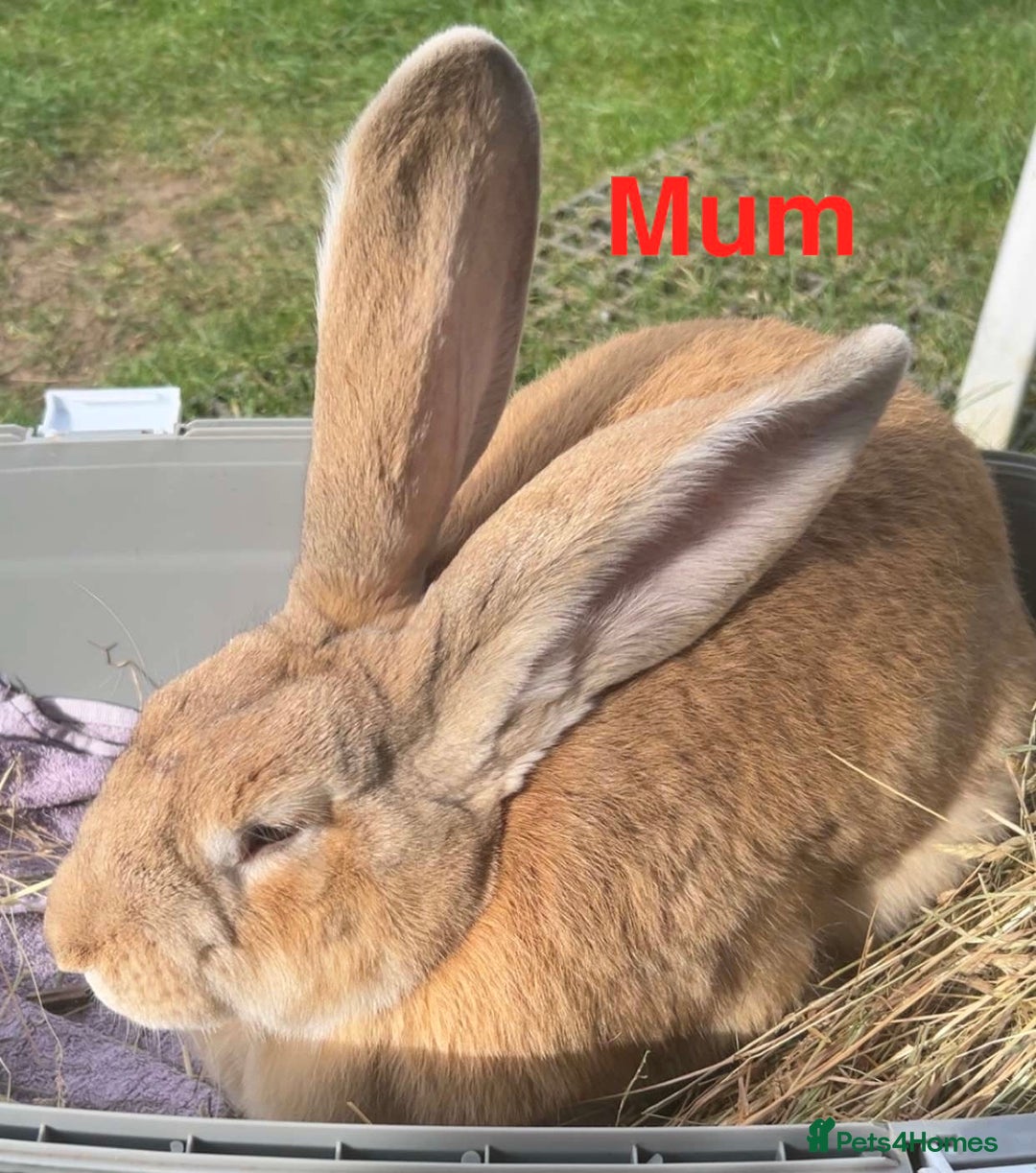 Continental Giant rabbits for sale: 3 PURE CONTINENTAL GIANT RABBITS - Advert 10