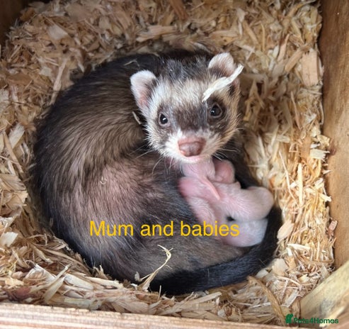 Ferret rodents - Advert 2