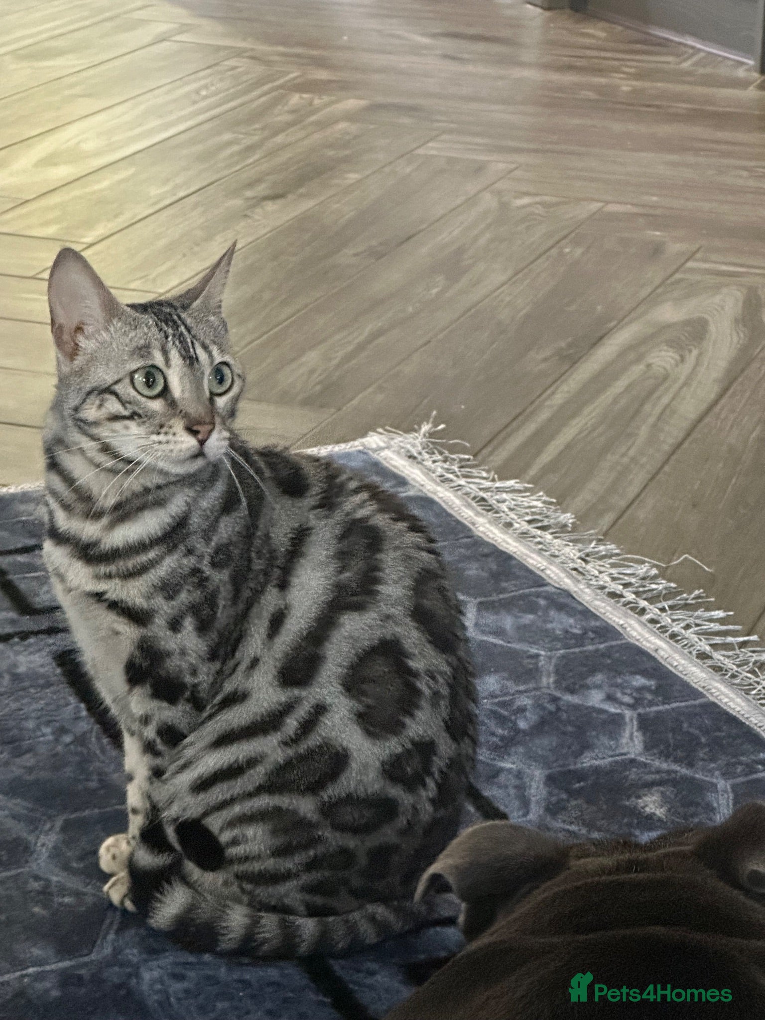 Bengal cats TICA silver rosseted Bengal female  - Advert 4