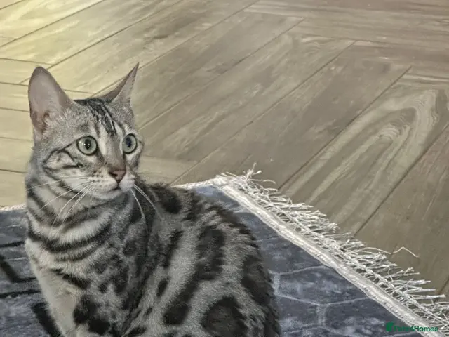 Bengal cats for sale: TICA silver rosseted Bengal female - Advert 21