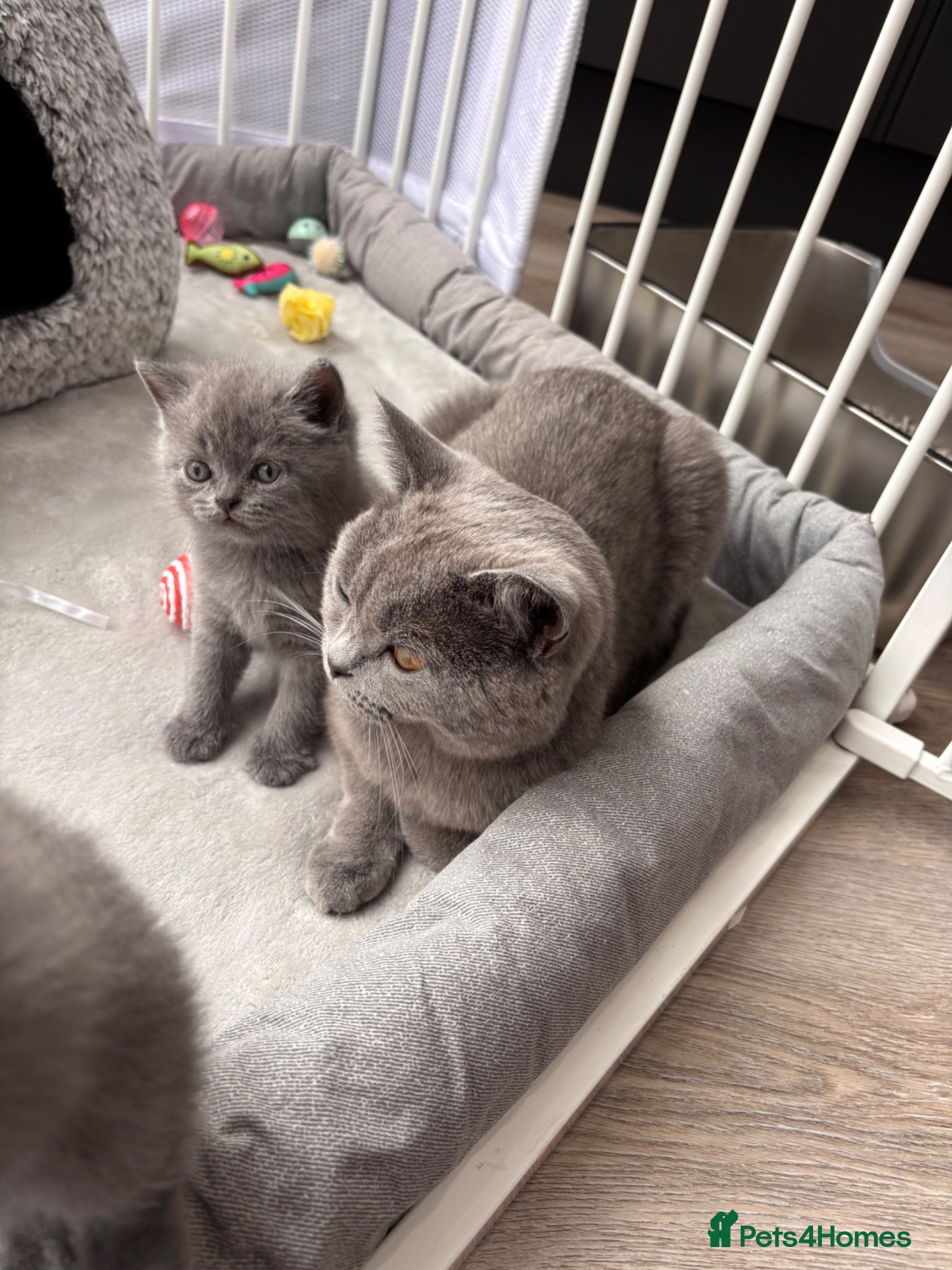 British Shorthair cats Gorgeous British Shorthair Kittens - Advert 1