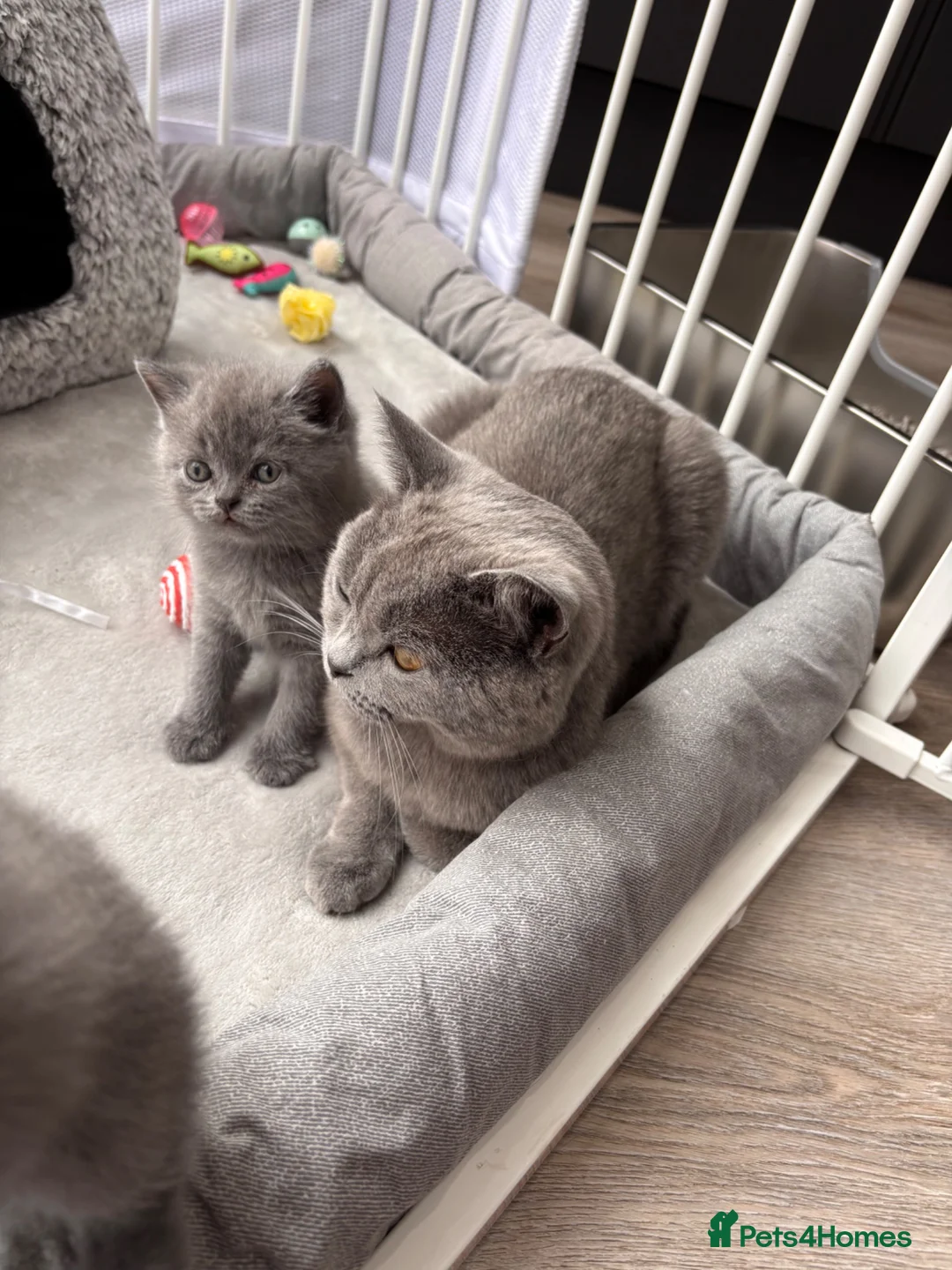 British Shorthair cats for sale: Gorgeous British Shorthair Kittens - Advert 1
