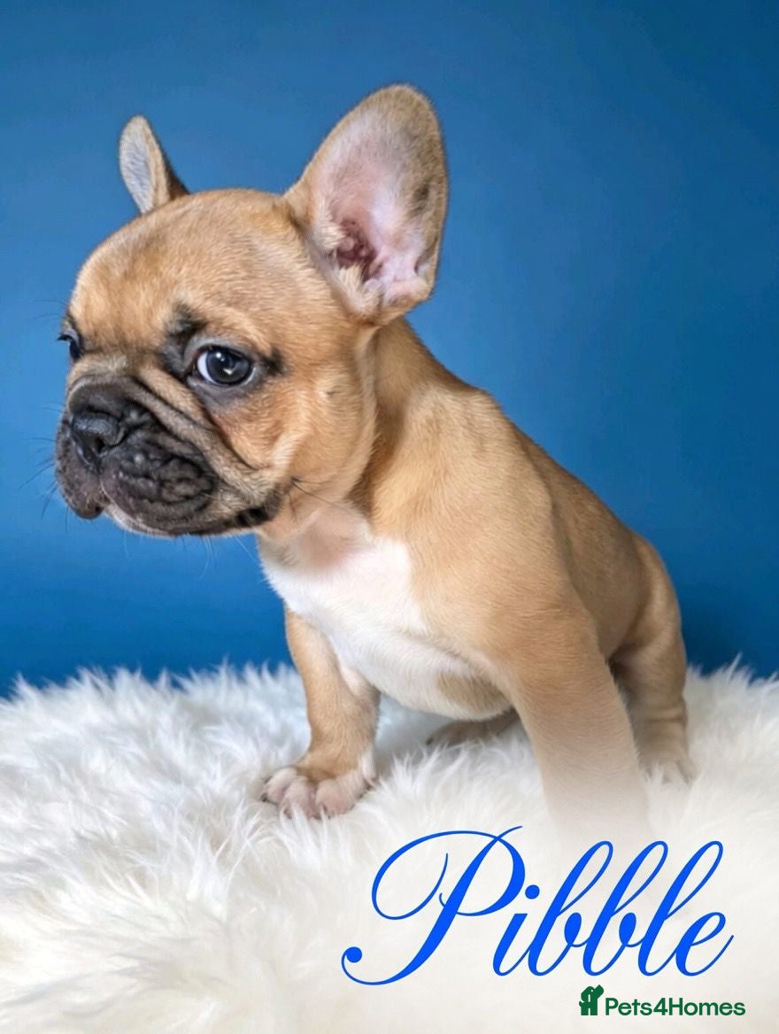 French Bulldog dogs 🐾 Adorable Frenchie Puppies 🐾 - Advert 2