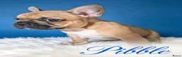 French Bulldog dogs for sale: ❤️3 beautiful french bulldog puppies❤️ - Advert 3