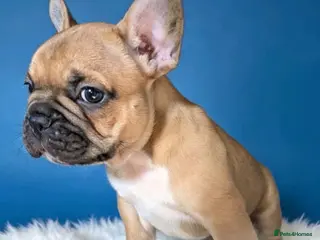 French Bulldog dogs 🐾 Adorable Frenchie Puppies 🐾 - Advert 11