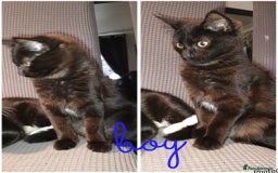 Mixed Breed cats for sale: Kittens - Image 1