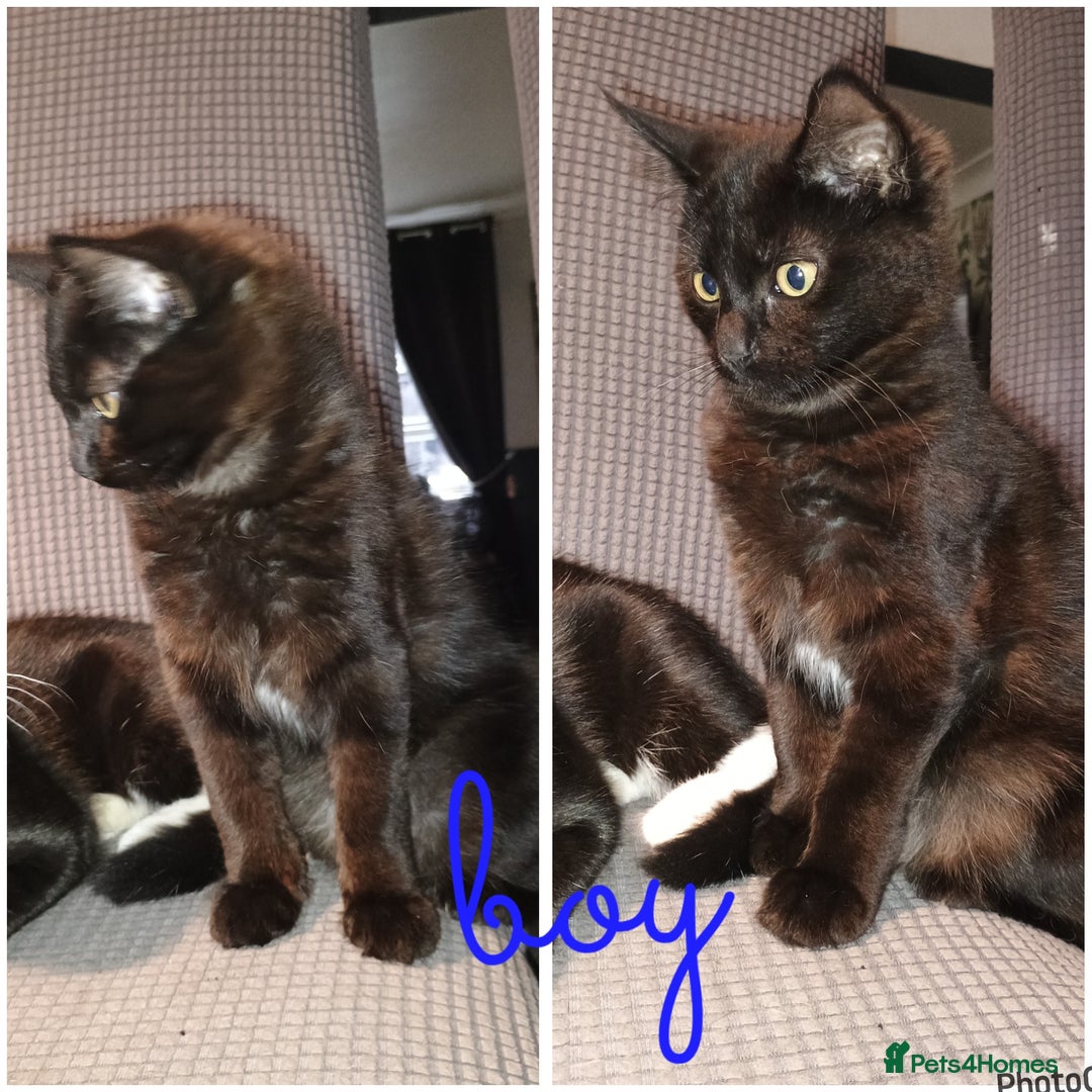 Mixed Breed cats for sale: Kittens - Image 1