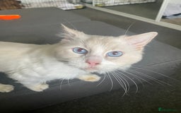 Ragdoll cats for sale: Beautiful Bodhi - Image 3