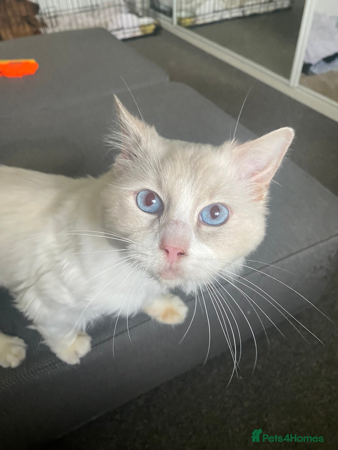 Ragdoll cats for sale: Beautiful Bodhi - Image 3