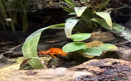 Frog reptiles for sale: Mantella Dart Frogs and Geckos - Image 5