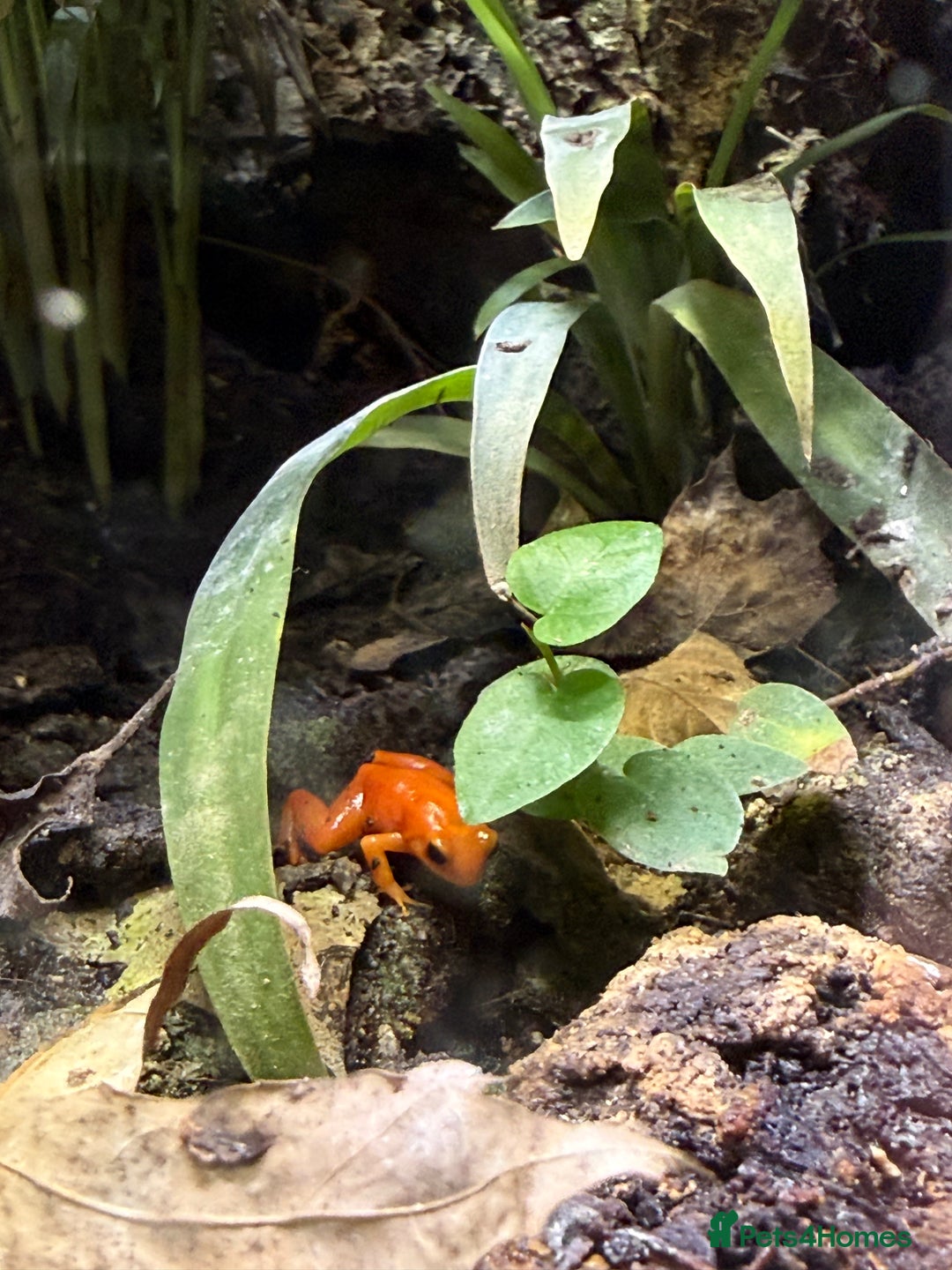 Frog reptiles for sale: Mantella Dart Frogs and Geckos - Image 5