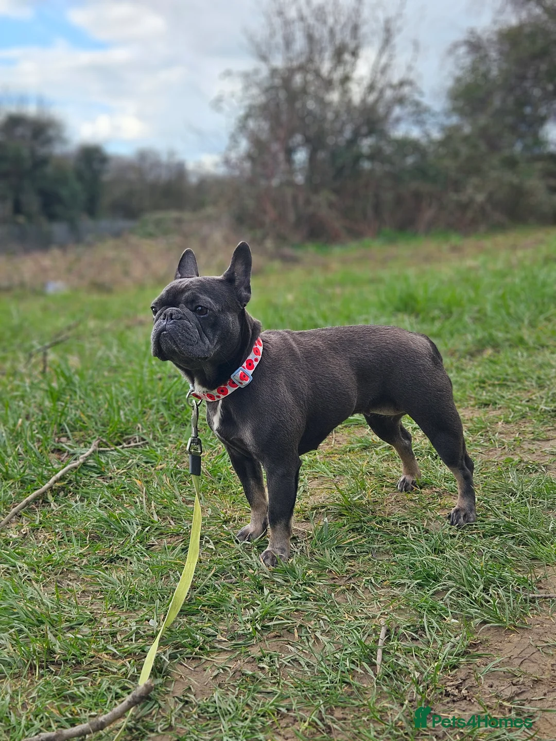 French Bulldog dogs for sale: Little frenchie female  - Advert 1