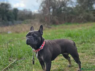 French Bulldog dogs Little frenchie female - Advert 1