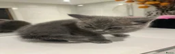 British Shorthair cats for sale: Beautiful Grey Male British Shorthair Kitten 🩶 - Advert 7