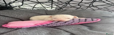 Mixed Breed 5