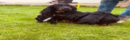 Cockapoo dogs for sale: F1 Cockapoo puppies  in Carnforth - Advert 15