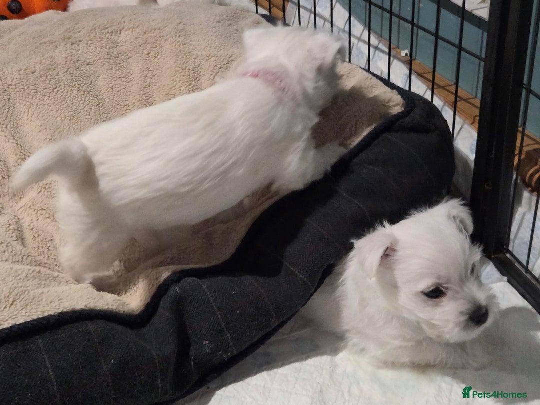West Highland Terrier dogs for sale: Gorgeous pedigree westies, excellent bloodlines - Image 22