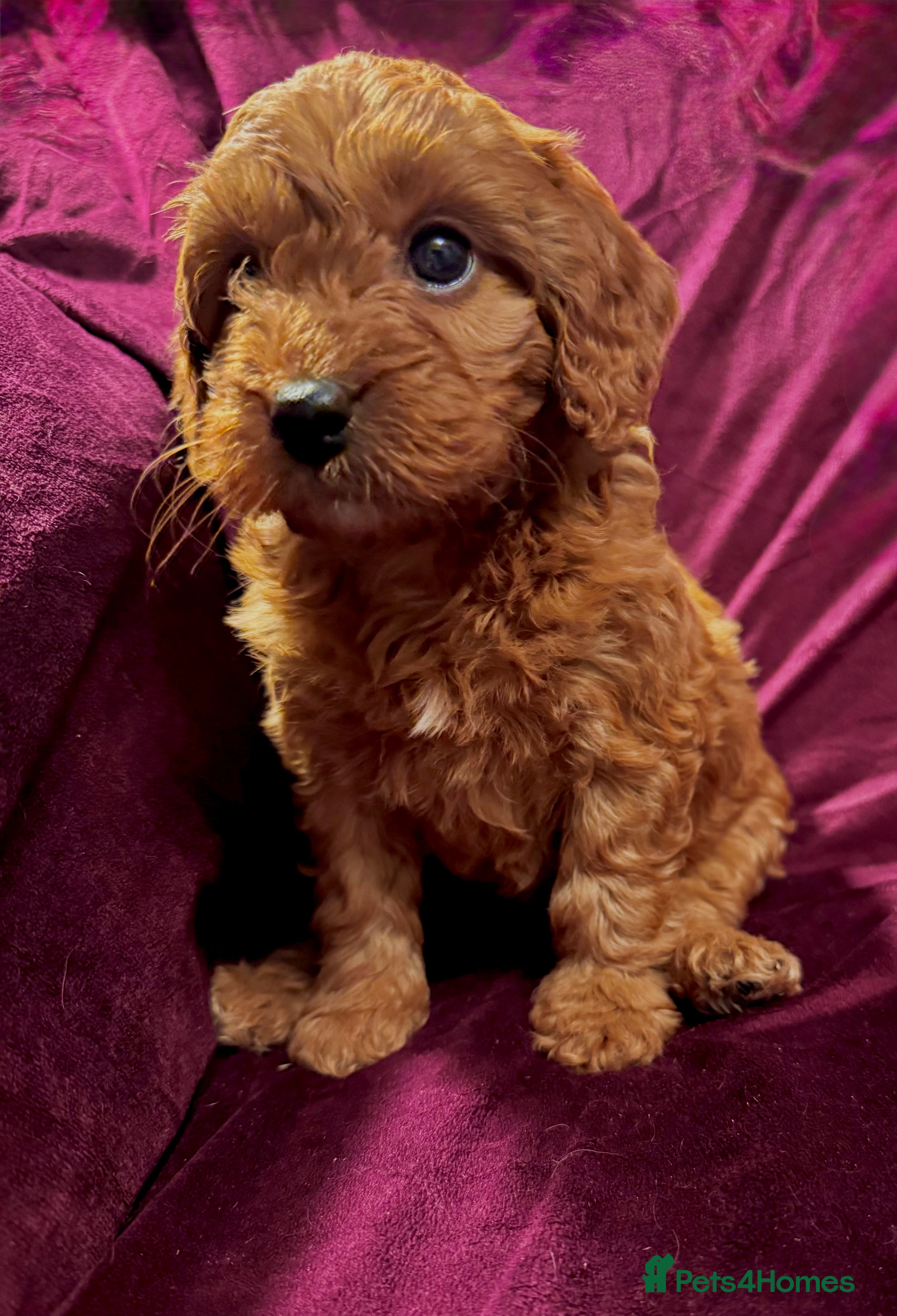 Cockapoo dogs Final 2 Fox Red Girls! Beautiful Cockapoo Pups ✨🐾 - Advert 5