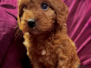 Cockapoo dogs Final 2 Fox Red Girls! Beautiful Cockapoo Pups ✨🐾 - Advert 1