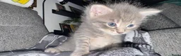 Mixed Breed cats for sale: Beautiful 🐈‍⬛ kittens x - Advert 24