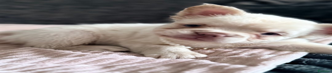 French Bulldog Puppy 6