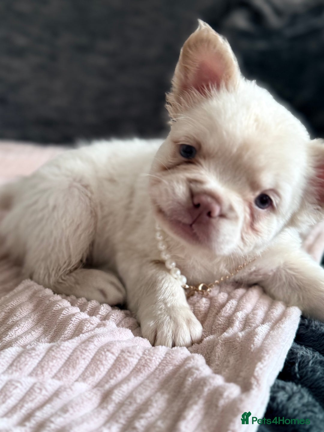 French Bulldog dogs for sale: FLUFFY FRENCH BULLDOGS  - Image 21