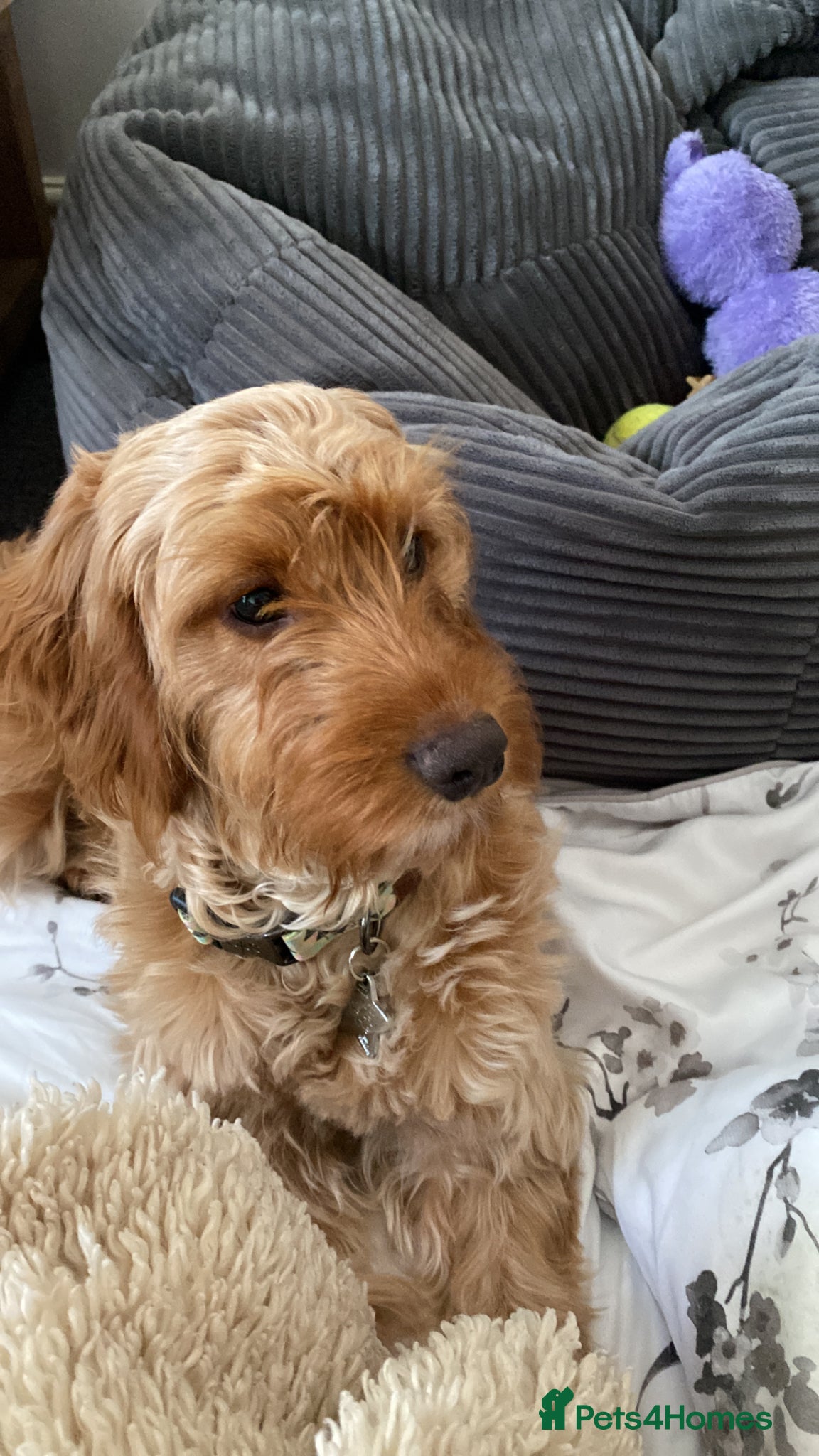 Mixed Breed dogs Beautiful 9 month old cockapoo  - Advert 1