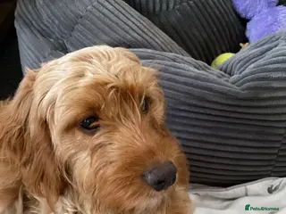 Mixed Breed dogs Beautiful 9 month old cockapoo - Advert 1