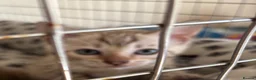 Bengal cats for sale: Seal Mink Male Bengal kittens in Grantham - Advert 7