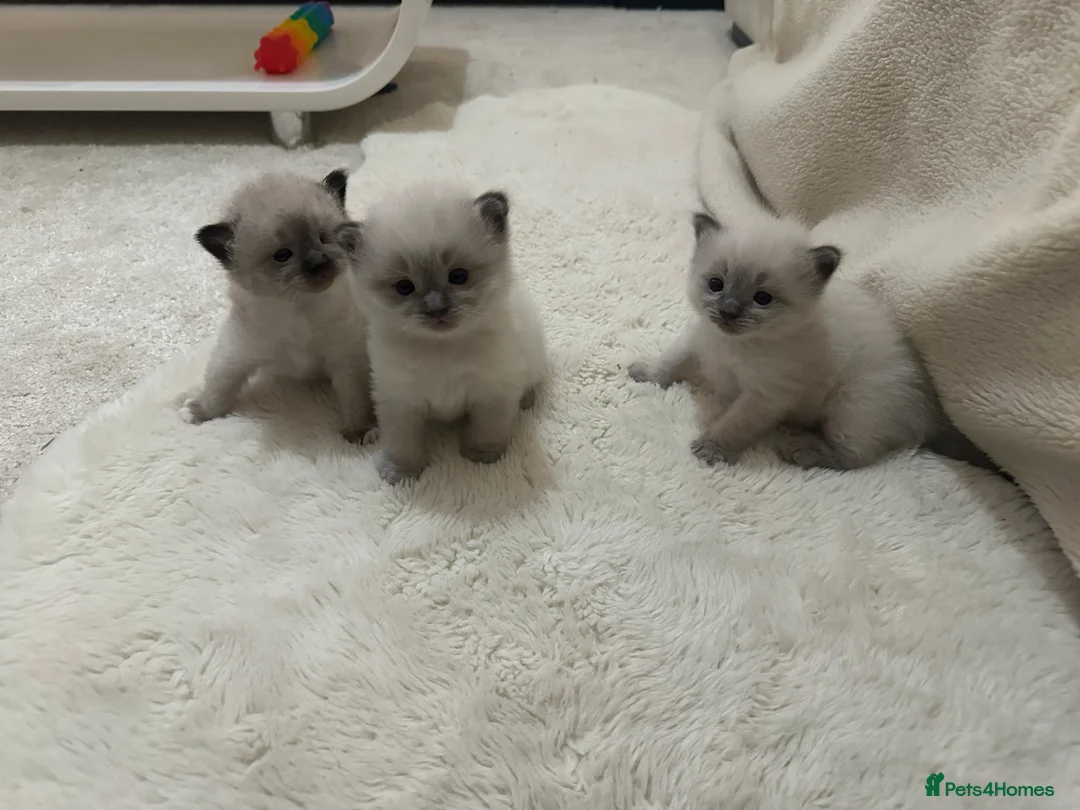 Ragdoll cats for sale: Ragdoll Kittens - Advert 4