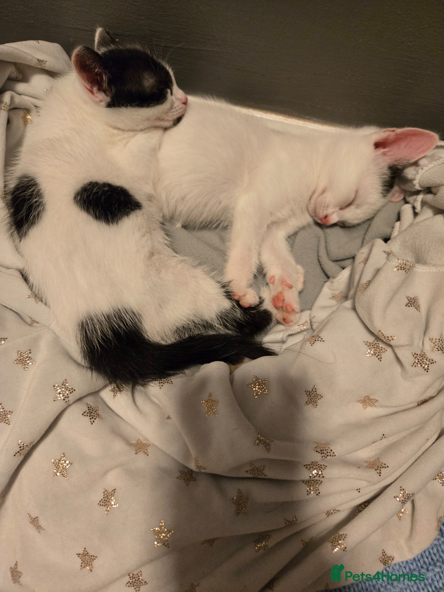 Mixed Breed cats Mixed breed kittens - Advert 1