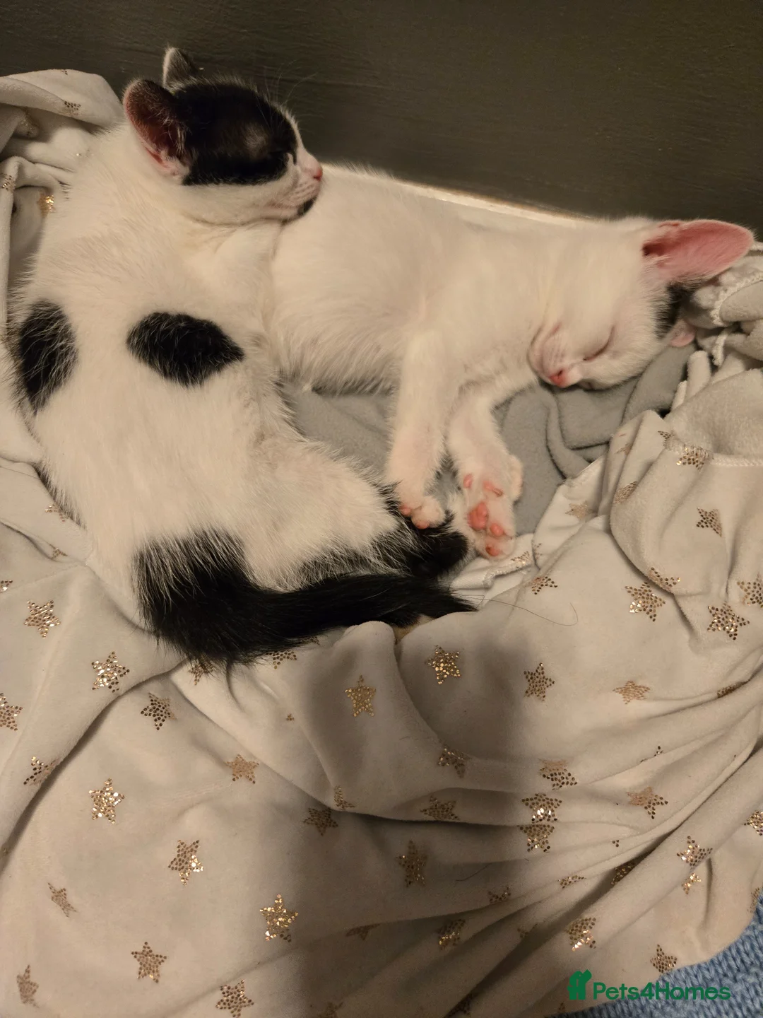 Mixed Breed cats for sale: Mixed breed kittens - Advert 1