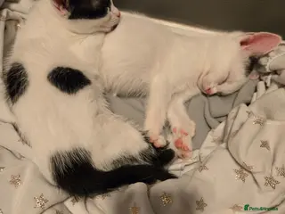 Mixed Breed cats Mixed breed kittens - Advert 8