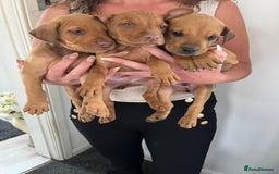 Mixed Breed dogs for sale: Doberman puppies for sale - Image 4