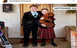 Cockapoo dogs for sale: Extensively Health Tested F1b cockerpoo Puppies  - Image 16