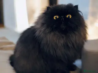 Persian cats Beautiful long hair Persian girl - Advert 17